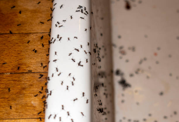 Best Best Pest Control Companies  in Pine Knoll Shores, NC